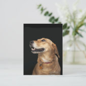 Beagle Golden Lab Mix側面を見て ポストカード (スタンド正面)