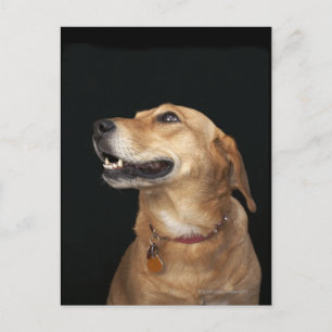 Beagle Golden Lab Mix側面を見て ポストカード