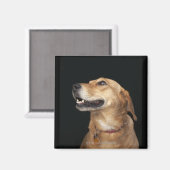 Beagle Golden Lab Mix側面を見て マグネット (正面/裏面)