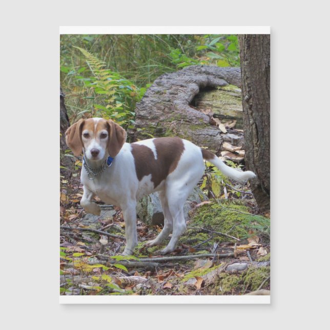 beagle in woods.png (正面)