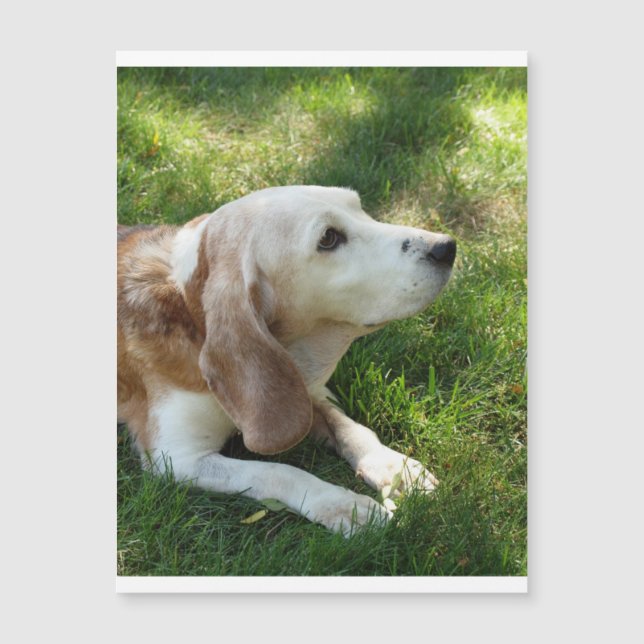 beagle laying.png (正面)