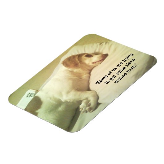 Beagle Photo "いくつかのスリープを取得しようとしている" 3x4マグネット マグネット (左側)