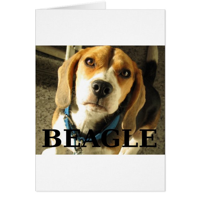 beagle pic w名 (正面)