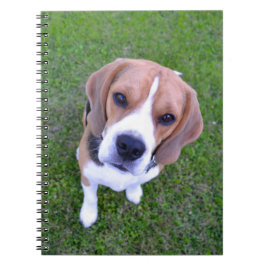 Beagle Portrait Notebook ノートブック