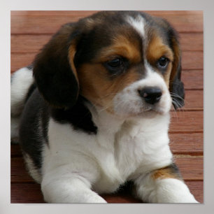 Beagle Puppy Dog Poster Print ポスター