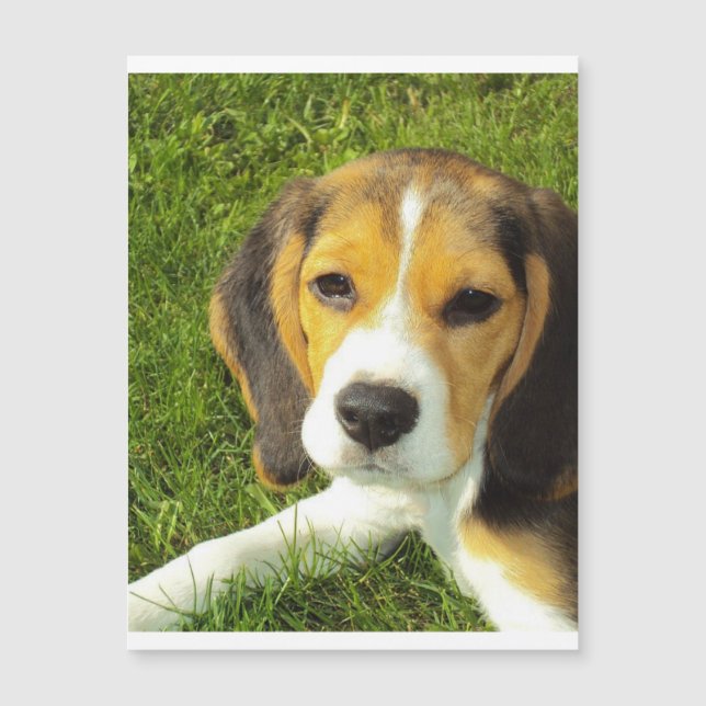 beagle puppy.png (正面)