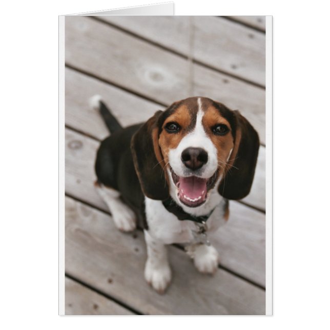Beagle_puppy siat.png (正面)