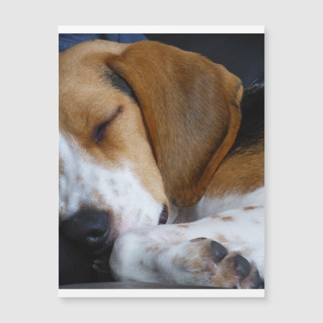 beagle sleeping.png (正面)