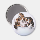 Beagles in Bucket マグネット (正面/裏面)