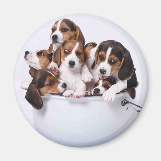 Beagles in Bucket マグネット (正面)