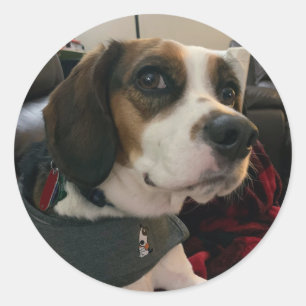 Beaglier-Beagle Baeの犬ステッカー Bea ストリーミング ラウンドシール
