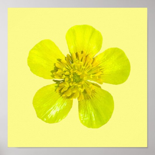 Beaming Buttercup Flower – 透明 ポスター (正面)