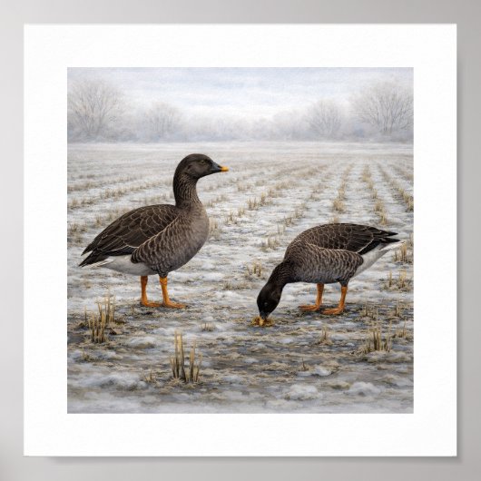 Bean Geese in a Winter Field – Japanese Wild Bird ポスター (正面)