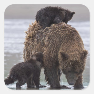 bear 湖のクラーク国立公園 スクエアシール