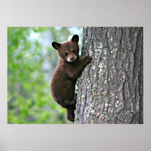 Bear Cub Climbing a Tree ポスター
