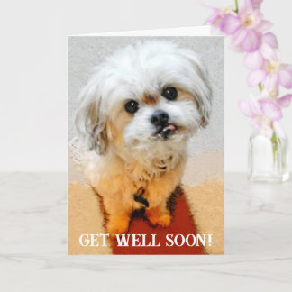 Bear the Malshi Get Well Card カード