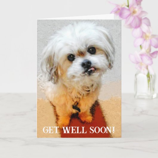 Bear the Malshi Get Well Card カード (蘭)