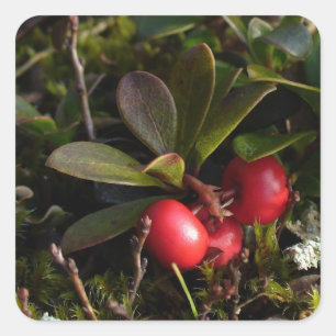 Bearberry、Arctostaphylusのuva-ursi スクエアシール