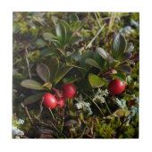 Bearberry、Arctostaphylusのuva-ursi タイル (正面)