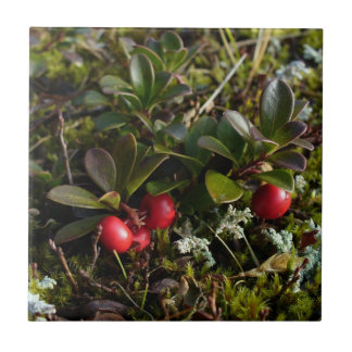 Bearberry、Arctostaphylusのuva-ursi タイル