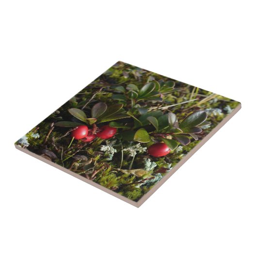 Bearberry、Arctostaphylusのuva-ursi タイル (側面)