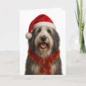 Bearded Collie in a Santa hat Christmas card カード (正面)