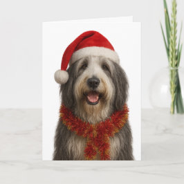 Bearded Collie in a Santa hat Christmas card カード
