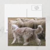 bearded collie working.png ポストカード (正面/裏面)