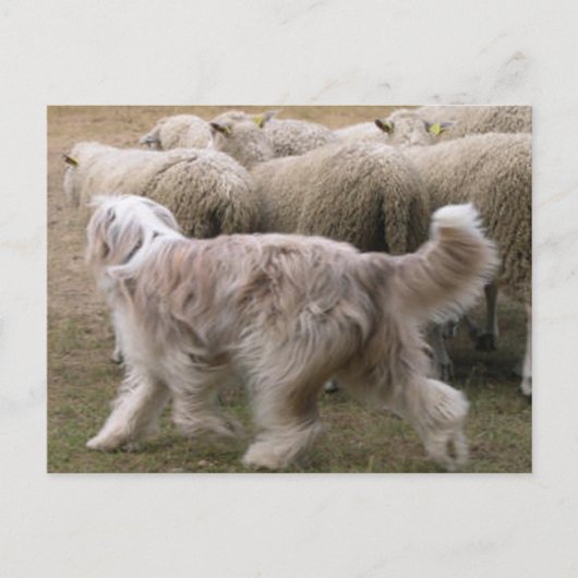 bearded collie working.png ポストカード (正面)