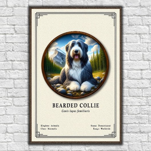 Bearded Collie Zoology Series ポスター