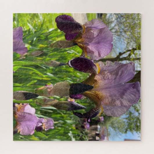 Bearded Iris ジグソーパズル (横)