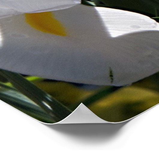 Bearded Iris ポスター (角)