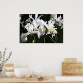 Bearded Iris ポスター (キッチン)