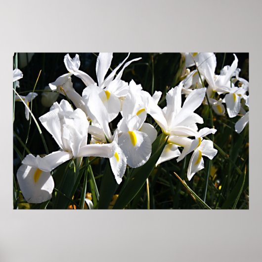 Bearded Iris ポスター (正面)