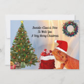 Beardie-クロース- Bearded Dragon (正面)