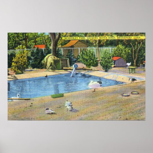 Beardsley Park View of Waterbirds ポスター (正面)