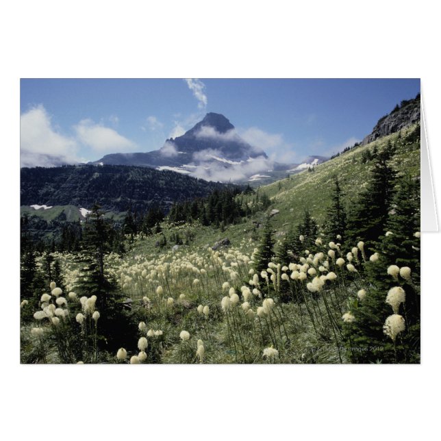 Beargrass (ユッカsp。) (正面横)