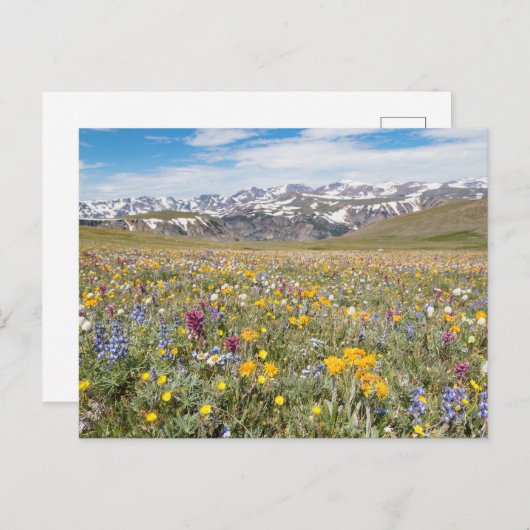 Beartooth Passフォトポストカードのワイルドフラワー ポストカード (正面/裏面)