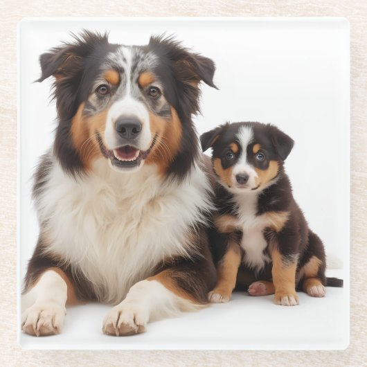 Beautiful Australian Shepherd Mother and Daughter ガラスコースター (正面)