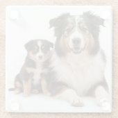 Beautiful Australian Shepherd Mother and Daughter ガラスコースター (裏面)