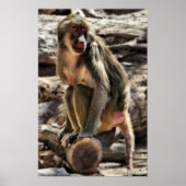 beautiful baboon print ポスター (正面)
