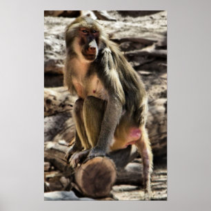 beautiful baboon print ポスター