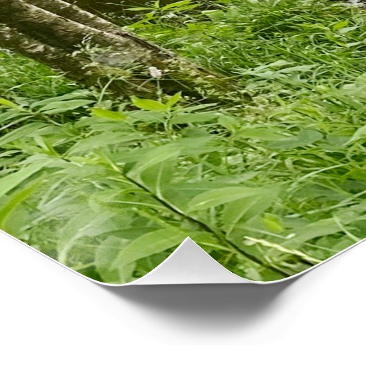 Beautiful belgian forest and river, travel ポスター (コーナー)