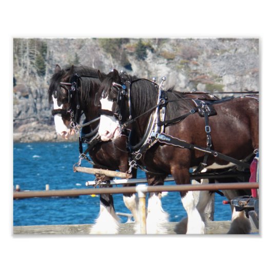 Beautiful Belgian Harness Working Horses フォトプリント (正面)