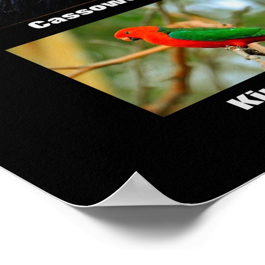 Beautiful Birds of Australia ポスター (角)