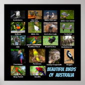 Beautiful Birds of Australia ポスター (正面)