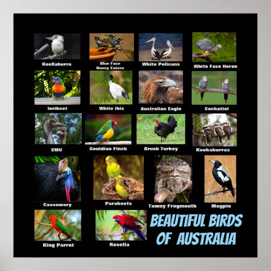 Beautiful Birds of Australia ポスター (正面)