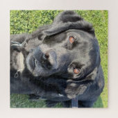 Beautiful Black Lab ジグソーパズル (横)