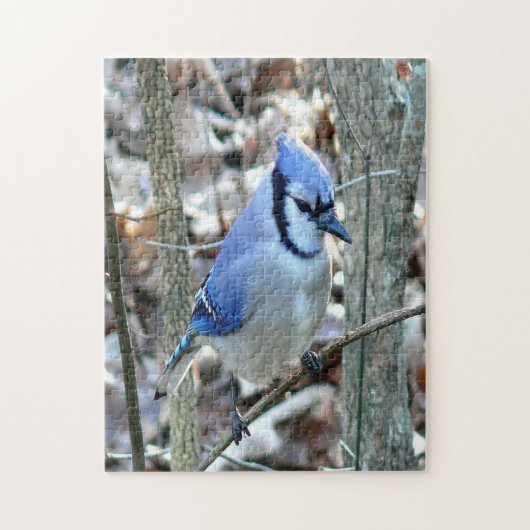 Beautiful Blue Jay ジグソーパズル (縦)