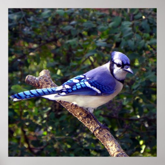 Beautiful Blue Jay ポスター (正面)